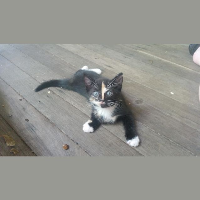Photo of Latte 