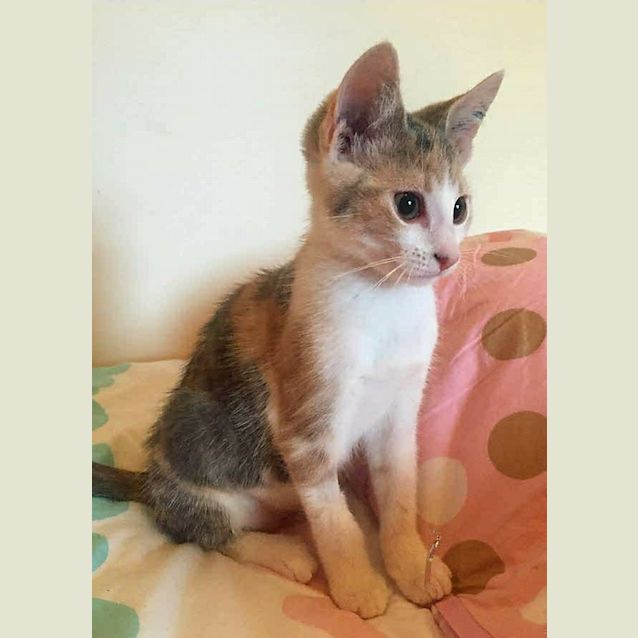Photo of Poppy