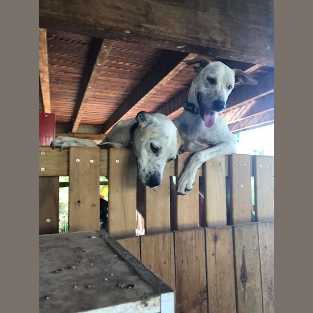 Photo of Kaba  **Adoption Pending**