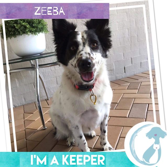 Photo of Zeeba