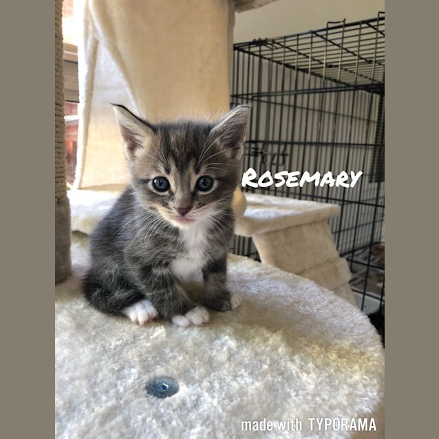 Photo of Rosemary The Sweetest Little Girl Kitten!