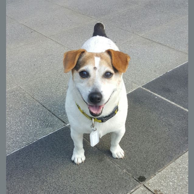 Photo of Buddy