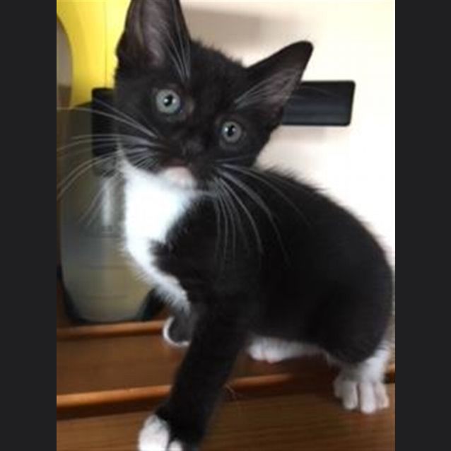 Photo of Baby Mittens