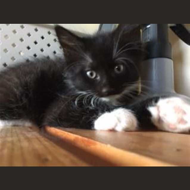 Photo of Zorro