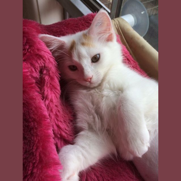 Photo of Lindsay ^^Dandy Cat Rescue^^