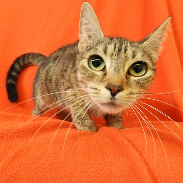 Photo of Stella
