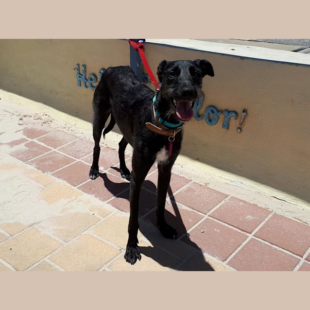 Photo of Athena **Adopted**