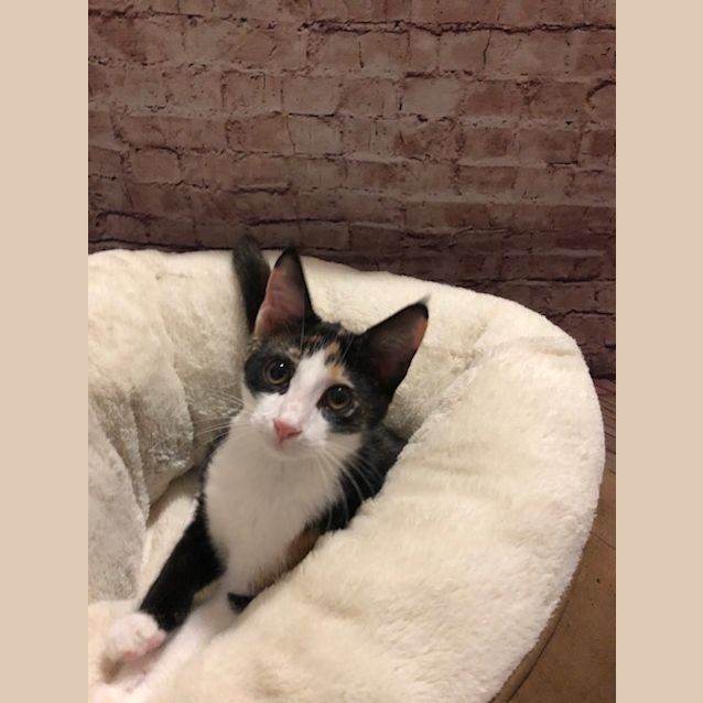 Photo of Josie