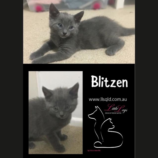 Photo of Blitzen