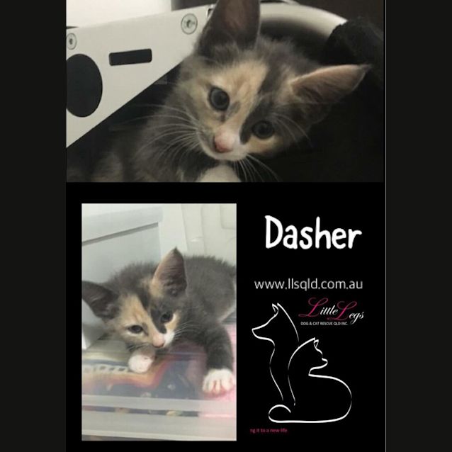 Photo of Dasher