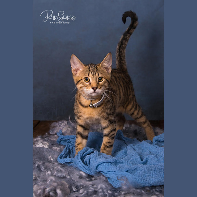 Photo of Dash Ec0416