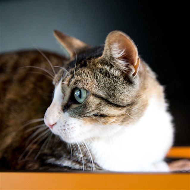 Photo of Paddington