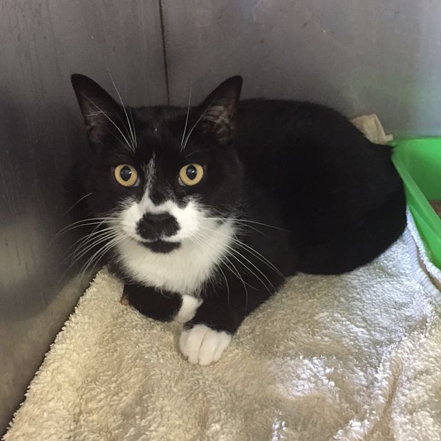 Photo of "Mr Meowgi"