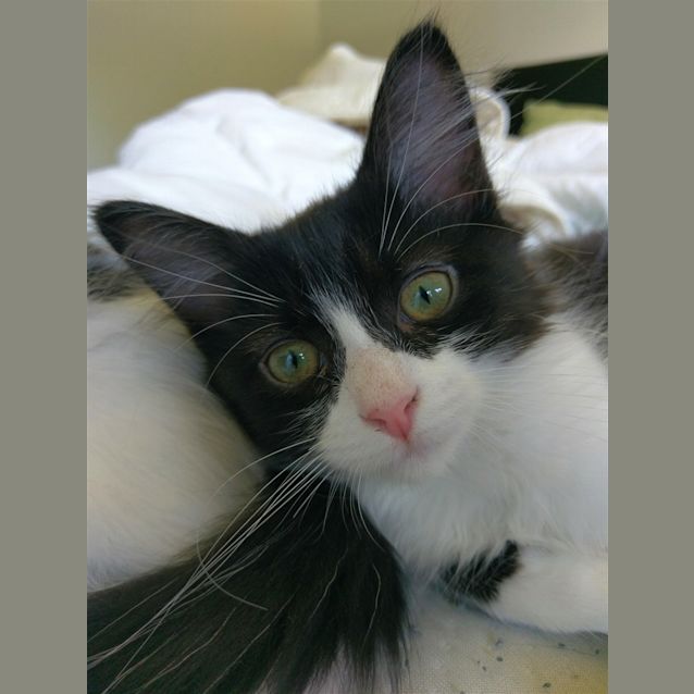 Photo of Astra