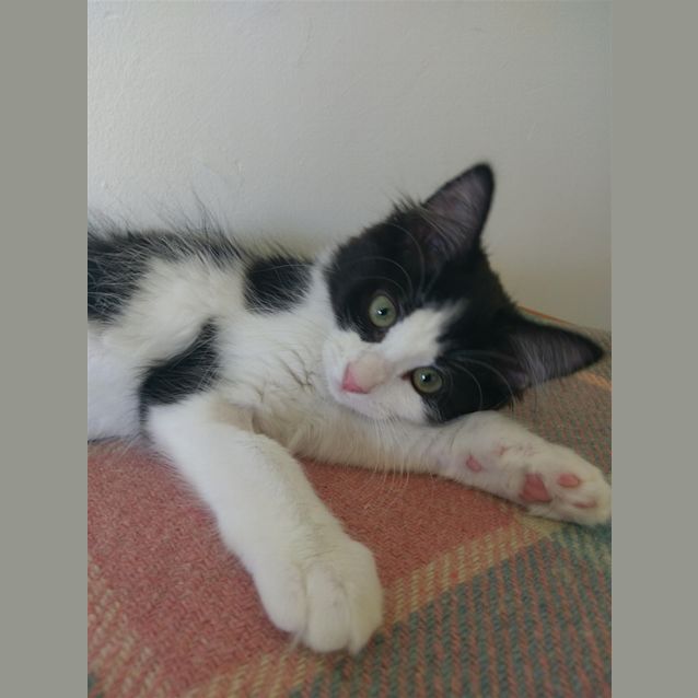 Photo of Stella (Now Juniper)