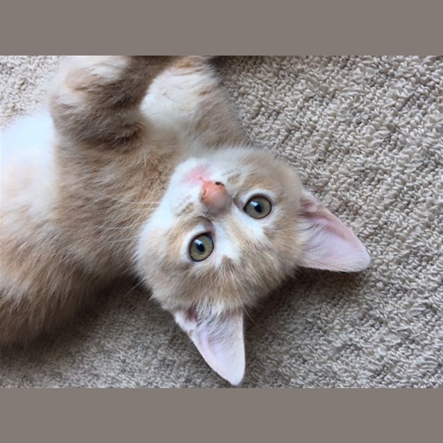 Photo of Lincoln (Now Barnaby)
