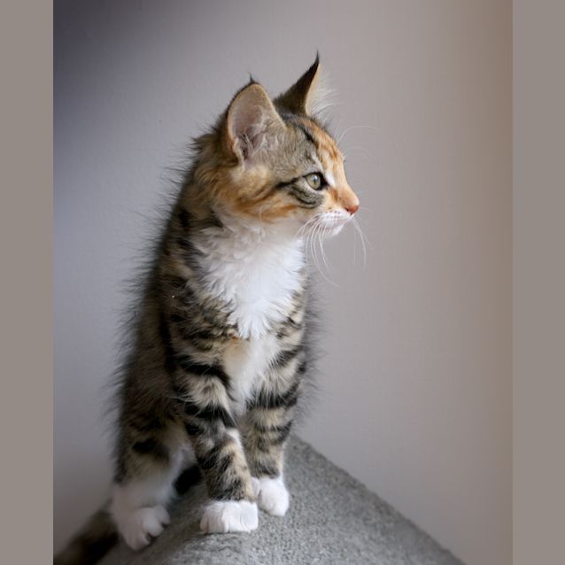 Photo of Betsy ^^Dandy Cat Rescue^^