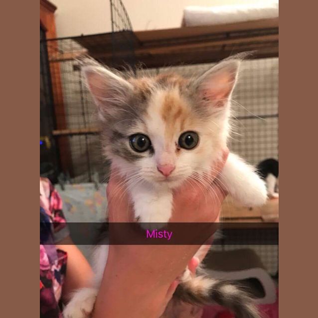 Photo of Misty 