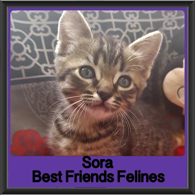 Photo of Sora 