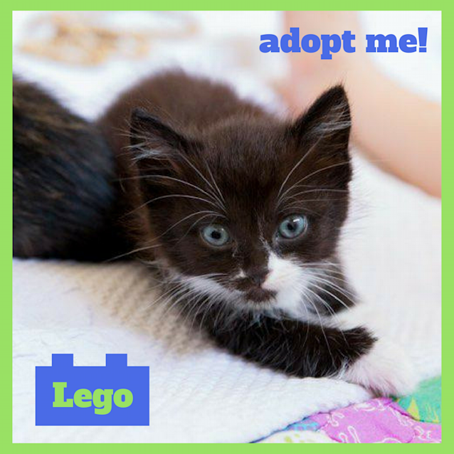 Photo of Lego ~ Kitten (On Trial 28/1/2018)