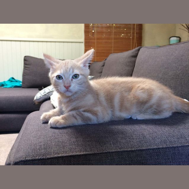 Photo of Griff The Gorgeous Champagne Kitten! 