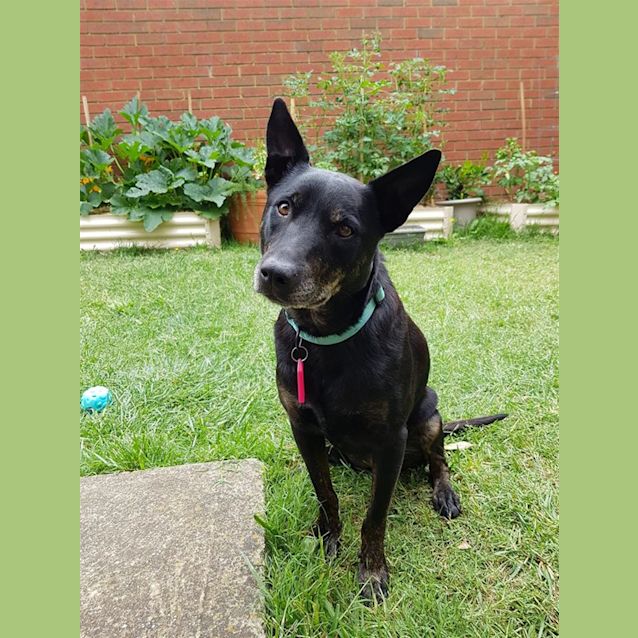 Photo of Biscuit