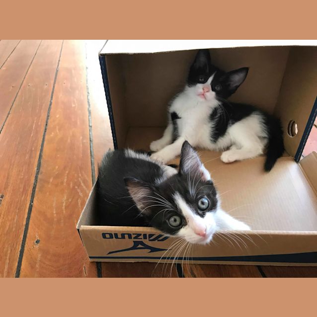 Photo of Jax ~ Kitten (On Trial 17/2/2018)