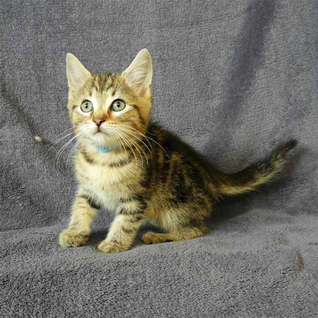 Photo of Buckley