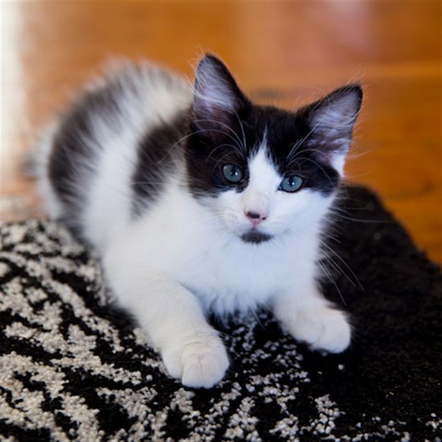 Photo of Domino