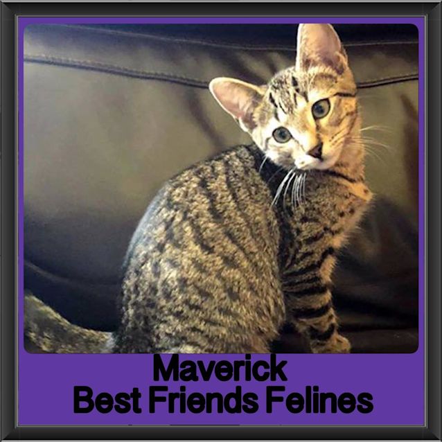 Photo of Maverick
