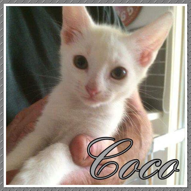 Photo of Coco