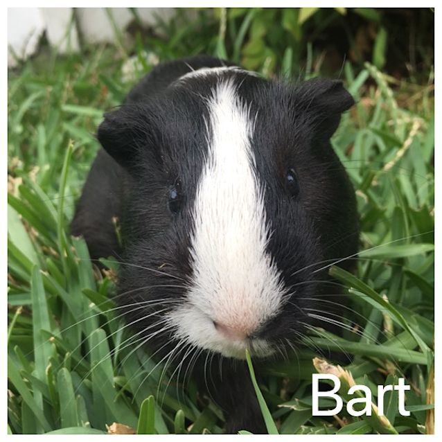 Photo of Bart 