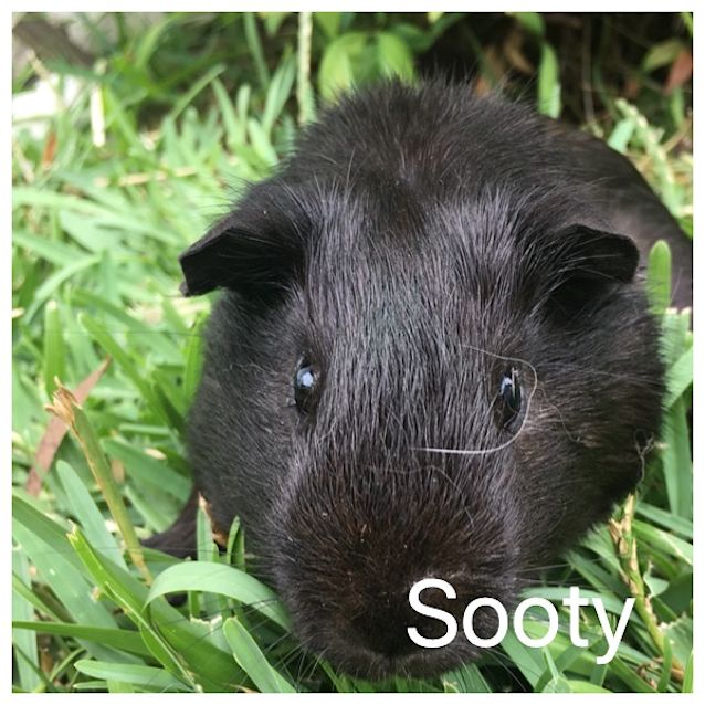 Photo of Sooty 