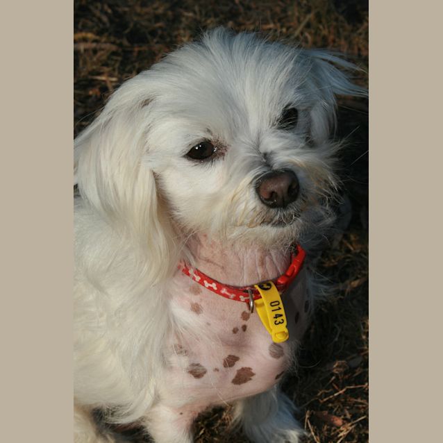 Photo of Cindy (Available February)