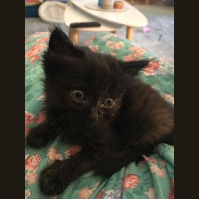Photo of Nero