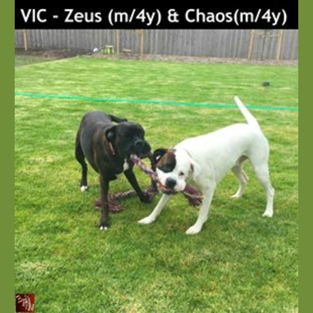 Photo of Chaos And Zeus