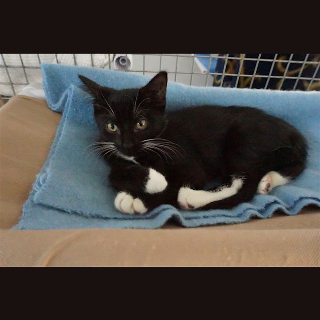 Photo of Silvie