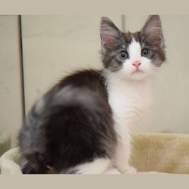 Photo of Jellybean 