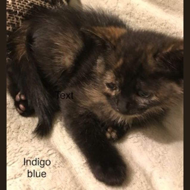 Photo of Indigo Blue **2nd Chance Cat Rescue**