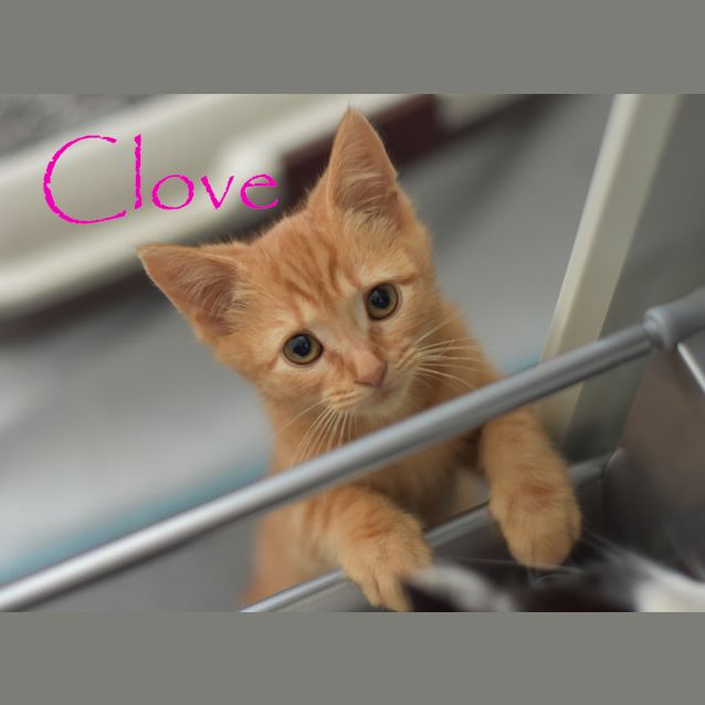 Photo of Clove  ***2nd Chance Cat Rescue***