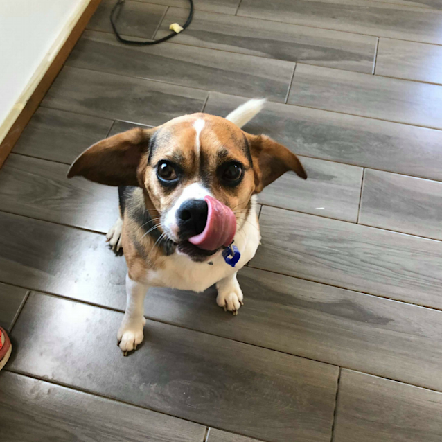 Photo of Barney ~ Beagle X Cavalier (On Trial 29 1 2018)