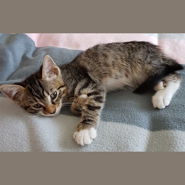 Photo of Spike