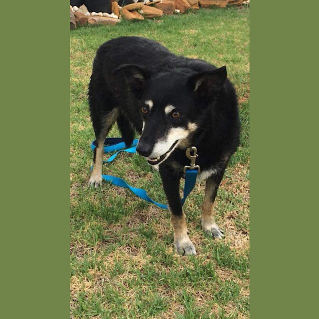 Photo of Lucy ~ Kelpie X Border Collie, Sweet Senior