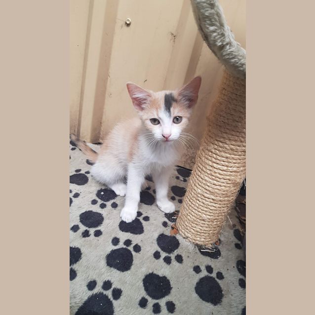 Photo of Biscuits