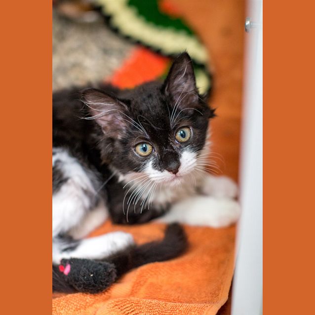 Photo of Xena