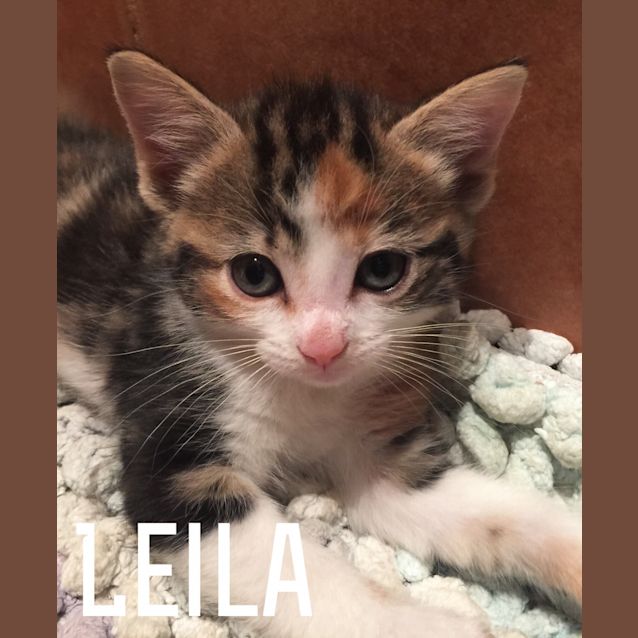 Photo of Leila
