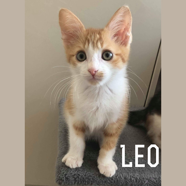 Photo of Leo