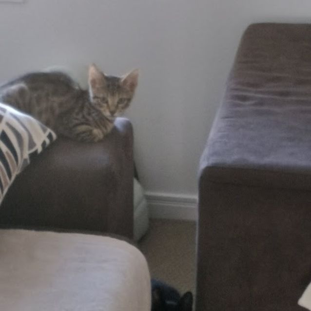 Photo of Leia