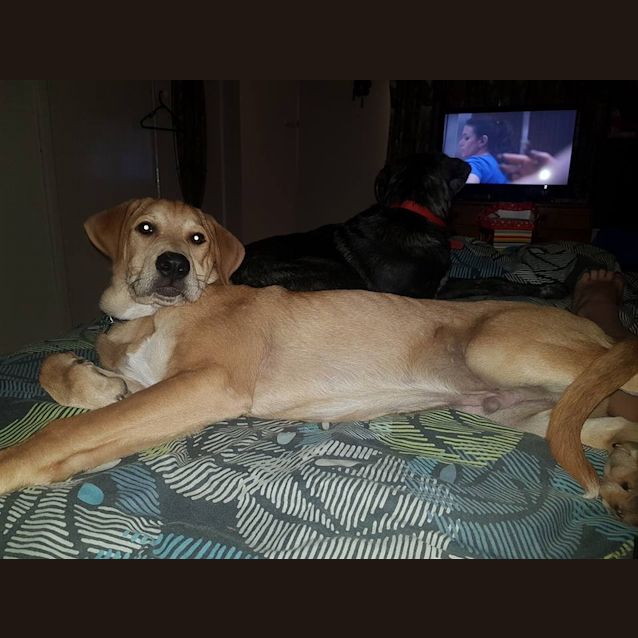 Photo of Ace