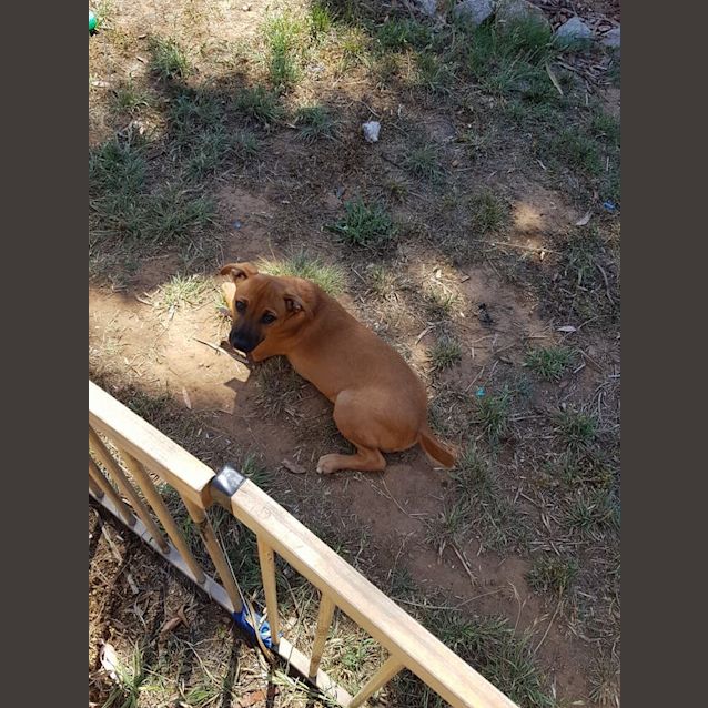 Photo of Buster 